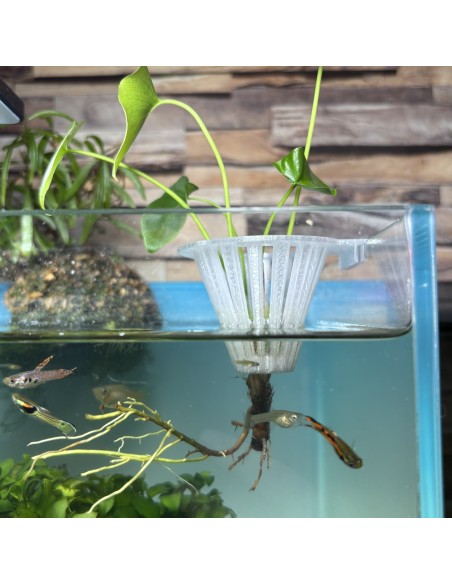 Porte-plante d'aquarium