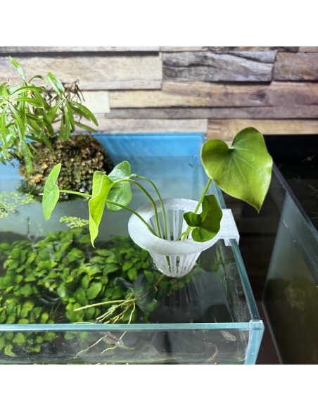 Porte-plante d'aquarium